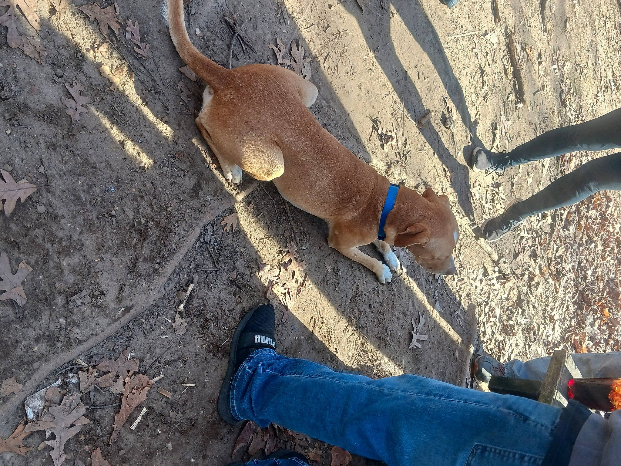 Charlie joined the competition — help win amazing prizes! canidae, carnivore, denim, dog, dog_breed, electric_blue, fawn, foot, human_leg, people_in_nature, shadow, soil, sporting_group, sunglasses, tail, terrestrial_animal, thigh, toe, wood, wrist