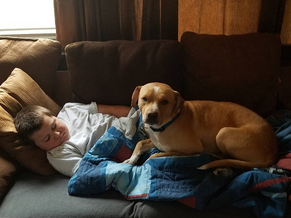 Charlie is registered to the contest to win money with this photo: carnivore, chair, collar, comfort, companion_dog, couch, dog, dog_breed, dog_supply, fawn, flooring, furniture, hardwood, living_room, retriever, room, sitting, snout, sporting_group, working_animal