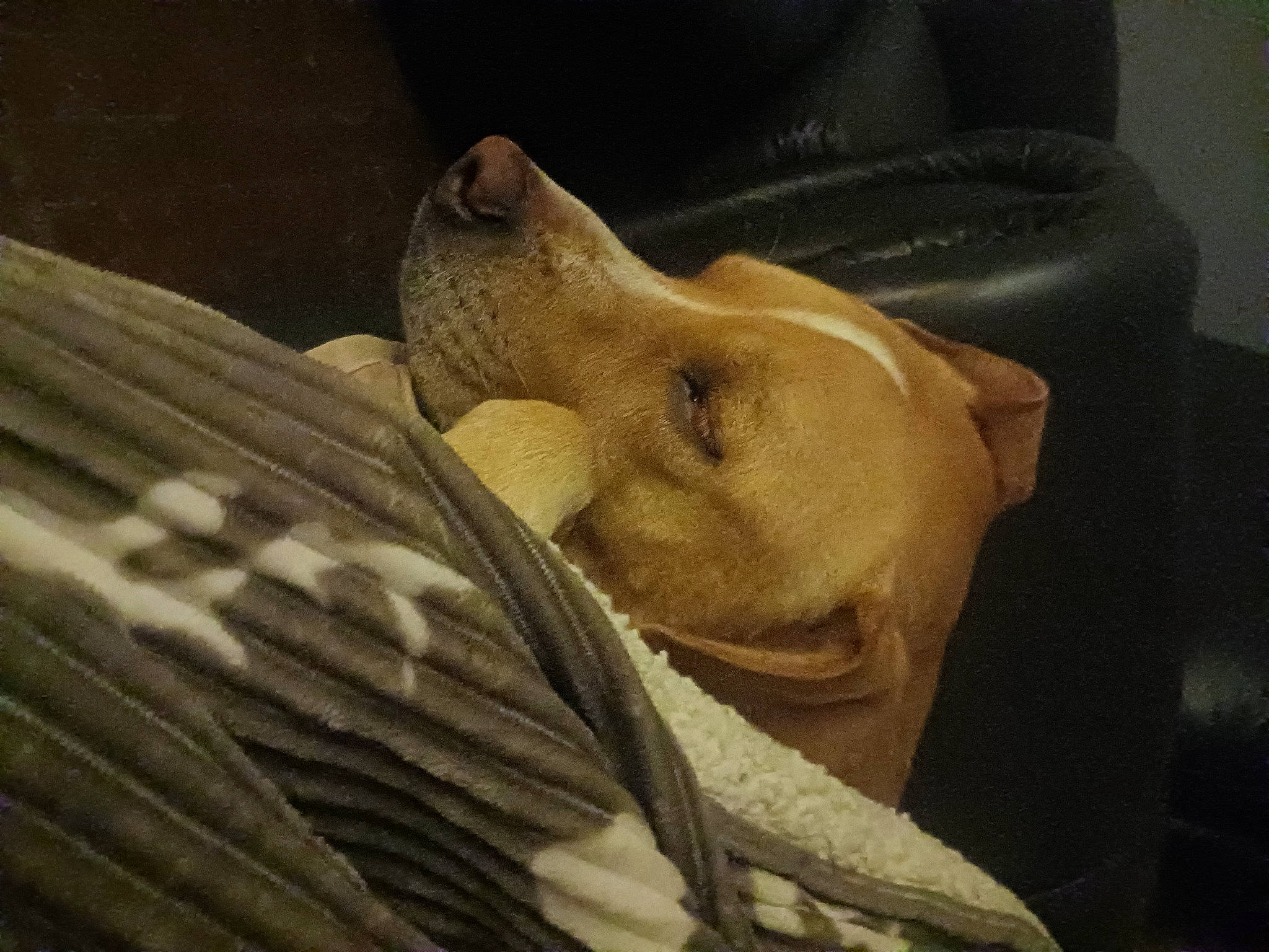 Charlie is registered to the contest to win money with this photo: anthropology, art, artifact, beard, bronze, carving, classical_sculpture, comfort, fur, jaw, mask, metal, personal_protective_equipment, sculpture, tourist_attraction, visual_arts, wood, wrinkle