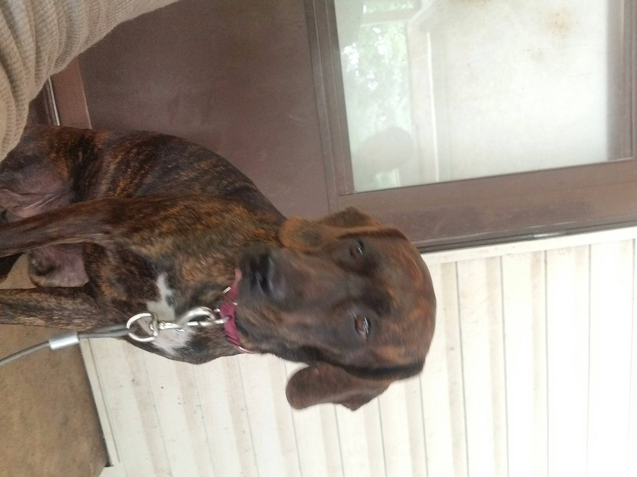 Hattie Mae joined the competition — help win amazing prizes! brown, canidae, carnivore, collar, companion_dog, dog, dog_breed, ear, fawn, felidae, fur, hardwood, liver, snout, sporting_group, tail, treeing_tennessee_brindle, whiskers, wood, working_animal