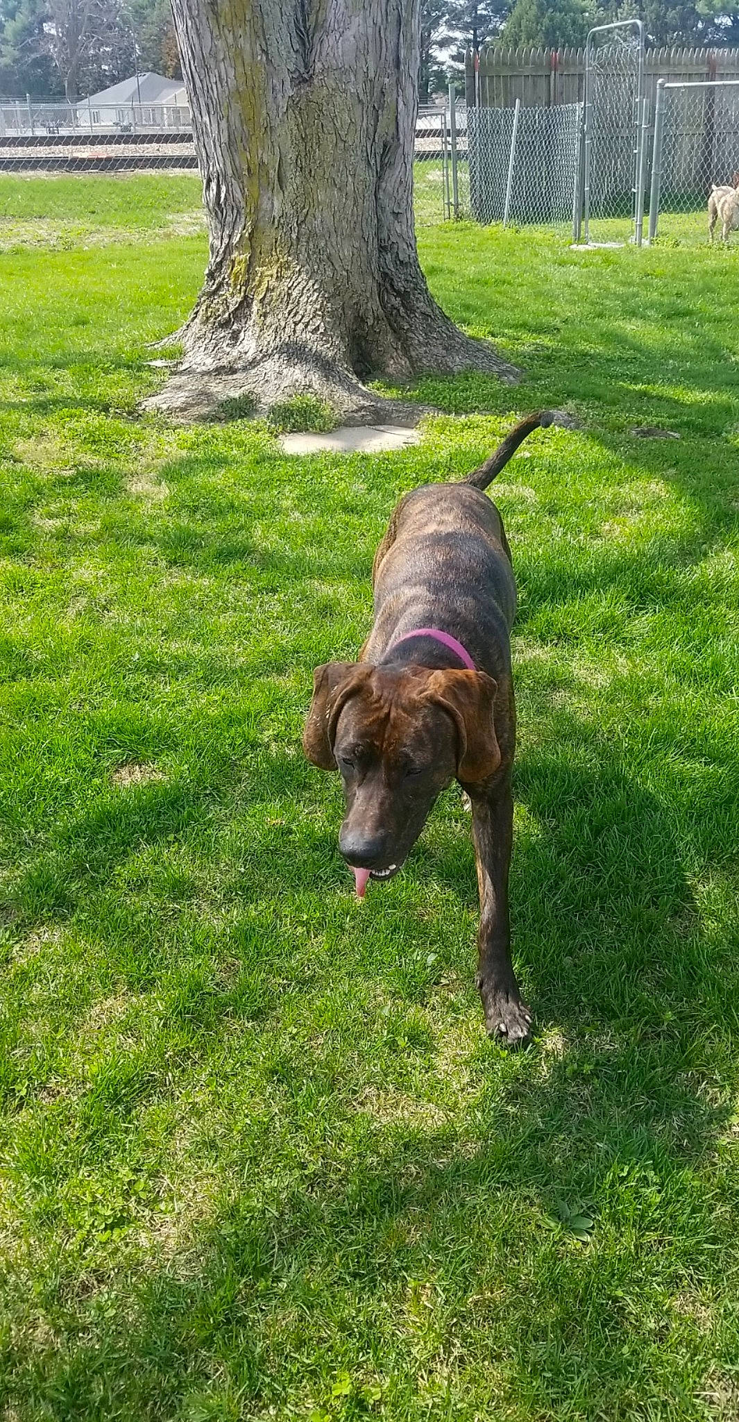 Hattie Mae is registered to the contest to win money with this photo: canidae, carnivore, collar, companion_dog, dog, dog_breed, dogo_sardesco, fawn, grass, grassland, groundcover, lawn, liver, plant, snout, tail, terrestrial_animal, tree, trunk, working_animal