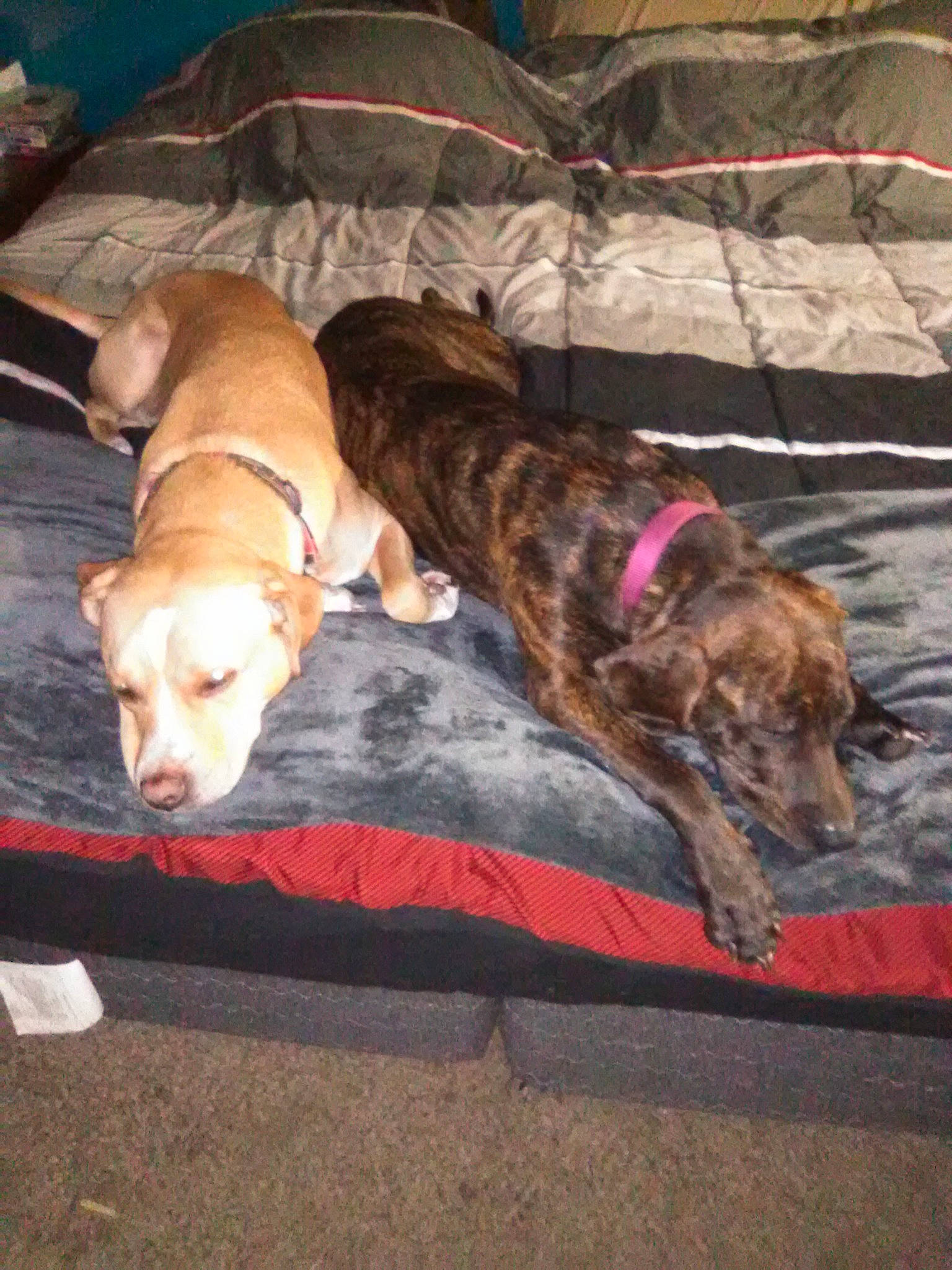 Hattie Mae is registered to the contest to win money with this photo: canidae, carnivore, comfort, companion_dog, couch, dog, dog_breed, dog_supply, fawn, flooring, fur, hardwood, liver, paw, sporting_group, tail, treeing_tennessee_brindle, wood, working_animal