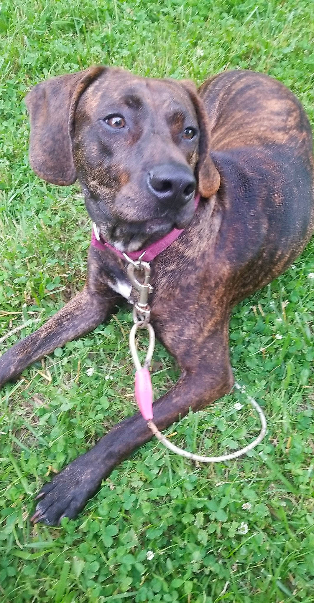 Hattie Mae is registered to the contest to win money with this photo: borador, canidae, carnivore, collar, companion_dog, dog, dog_breed, dog_collar, fawn, grass, gun_dog, liver, pet_supply, plant, snout, sporting_group, terrestrial_animal, treeing_tennessee_brindle, whiskers, working_animal