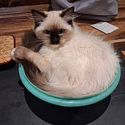 Arrow a rejoint le concours — aidez-le/la à gagner de superbes lots ! cat, kitten, siamese, bowl, curled_up, fluffy, blue_eyes, pet, domestic_animal, indoor, wooden_table, kitchen_counter, bag, curious, small_container, feline, cute, cozy, resting, home