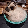 cat, kitten, siamese, bowl, curled_up, fluffy, blue_eyes, pet, domestic_animal, indoor, wooden_table, kitchen_counter, bag, curious, small_container, feline, cute, cozy, resting, home