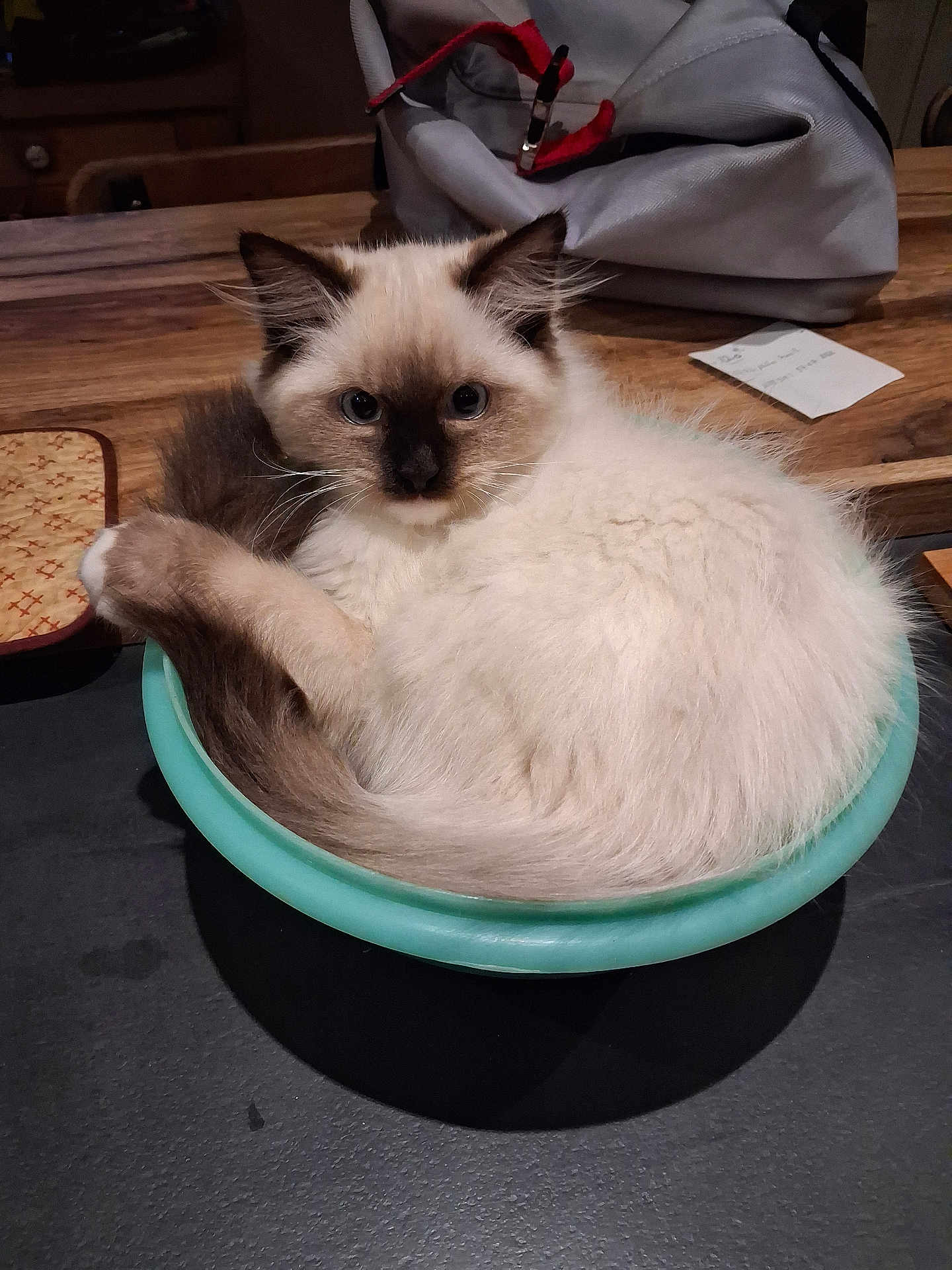 Arrow a rejoint le concours — aidez-le/la à gagner de superbes lots ! cat, kitten, siamese, bowl, curled_up, fluffy, blue_eyes, pet, domestic_animal, indoor, wooden_table, kitchen_counter, bag, curious, small_container, feline, cute, cozy, resting, home