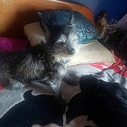 Peanut is registered to the contest to win money with this photo: dog, bed, pillow, blanket, indoor, furniture, fur, pet, cozy, resting, animal, brown, black, wood, home, relaxing, soft, texture, sleepy, domestic