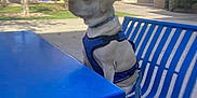 Roxy is registered to the contest to win money with this photo: dog, blue_harness, blue_bench, blue_table, outdoor, daytime, trees, leafless_trees, side_view, building, concrete, pavement, leash, pet, animal, park, quiet, sunny, waiting, bench