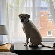 Roxy is registered to the contest to win money with this photo: dog, windowsill, curtains, bedroom, bed, pillow, lamp, window, indoor, furniture, pet, animal, white_dog, collar, blurred, daylight, wall, house, texture, sitting