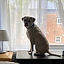 dog, windowsill, curtains, bedroom, bed, pillow, lamp, window, indoor, furniture, pet, animal, white_dog, collar, blurred, daylight, wall, house, texture, sitting