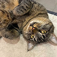 Sweetie participe au concours pour gagner de l'argent avec cette photo : cat, tabby, pet, animal, fur, whiskers, yellow_eyes, paws, cute, indoor, relaxed, lying_down, close_up, soft_surface, domestic_cat, feline, curious, playful, cozy, upside_down