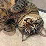 cat, tabby, pet, animal, fur, whiskers, yellow_eyes, paws, cute, indoor, relaxed, lying_down, close_up, soft_surface, domestic_cat, feline, curious, playful, cozy, upside_down