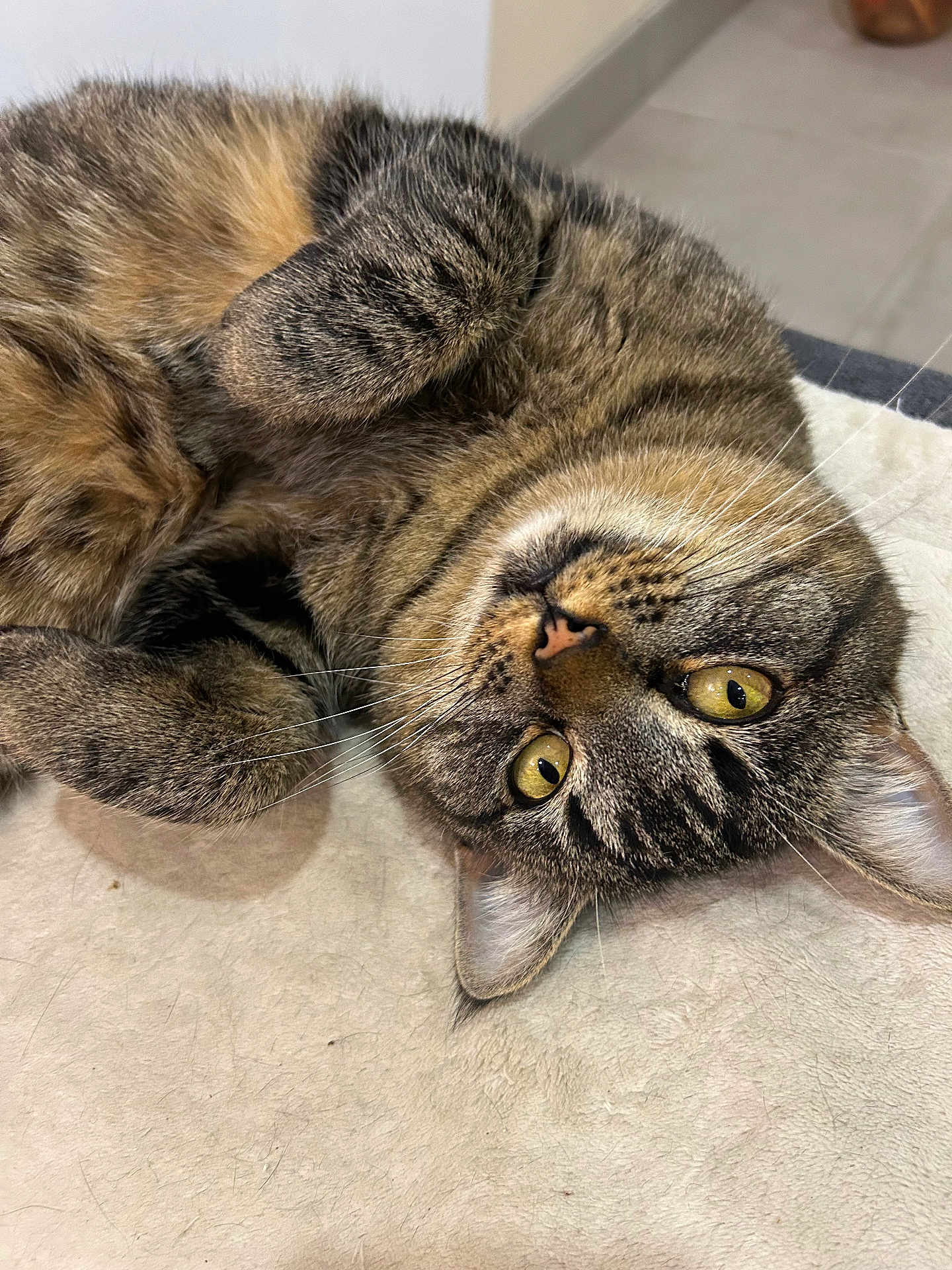 Sweetie participe au concours pour gagner de l'argent avec cette photo : cat, tabby, pet, animal, fur, whiskers, yellow_eyes, paws, cute, indoor, relaxed, lying_down, close_up, soft_surface, domestic_cat, feline, curious, playful, cozy, upside_down