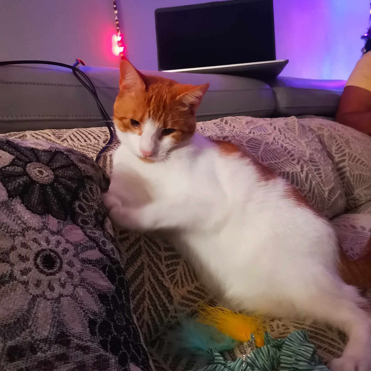 Bella