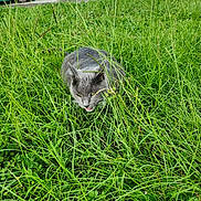 Lyon joined the competition — help win amazing prizes! cat, gray_cat, grass, lawn, outdoor, parked_cars, street, urban, backyard, garden, greenery, plants, wildlife, pet, animal, crouching, alert, summer, daylight, photography