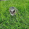 cat, gray_cat, grass, lawn, outdoor, parked_cars, street, urban, backyard, garden, greenery, plants, wildlife, pet, animal, crouching, alert, summer, daylight, photography