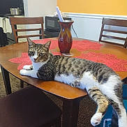 Keny joined the competition — help win amazing prizes! cat, tabby_cat, white_paws, animal, pet, feline, lying_down, relaxed, dining_table, wooden_table, tablecloth, placemat, vase, chairs, kitchen, dining_room, indoor, yellow_wall, carpet, portrait