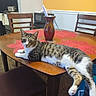 cat, tabby_cat, white_paws, animal, pet, feline, lying_down, relaxed, dining_table, wooden_table, tablecloth, placemat, vase, chairs, kitchen, dining_room, indoor, yellow_wall, carpet, portrait