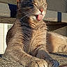 cat, gray_cat, animal, pet, tongue_out, sleepy, squinting, whiskers, pink_nose, fur, paw, paws, lying_down, sunlight, outdoor, close_up, portrait, weathered_surface, ledge, funny