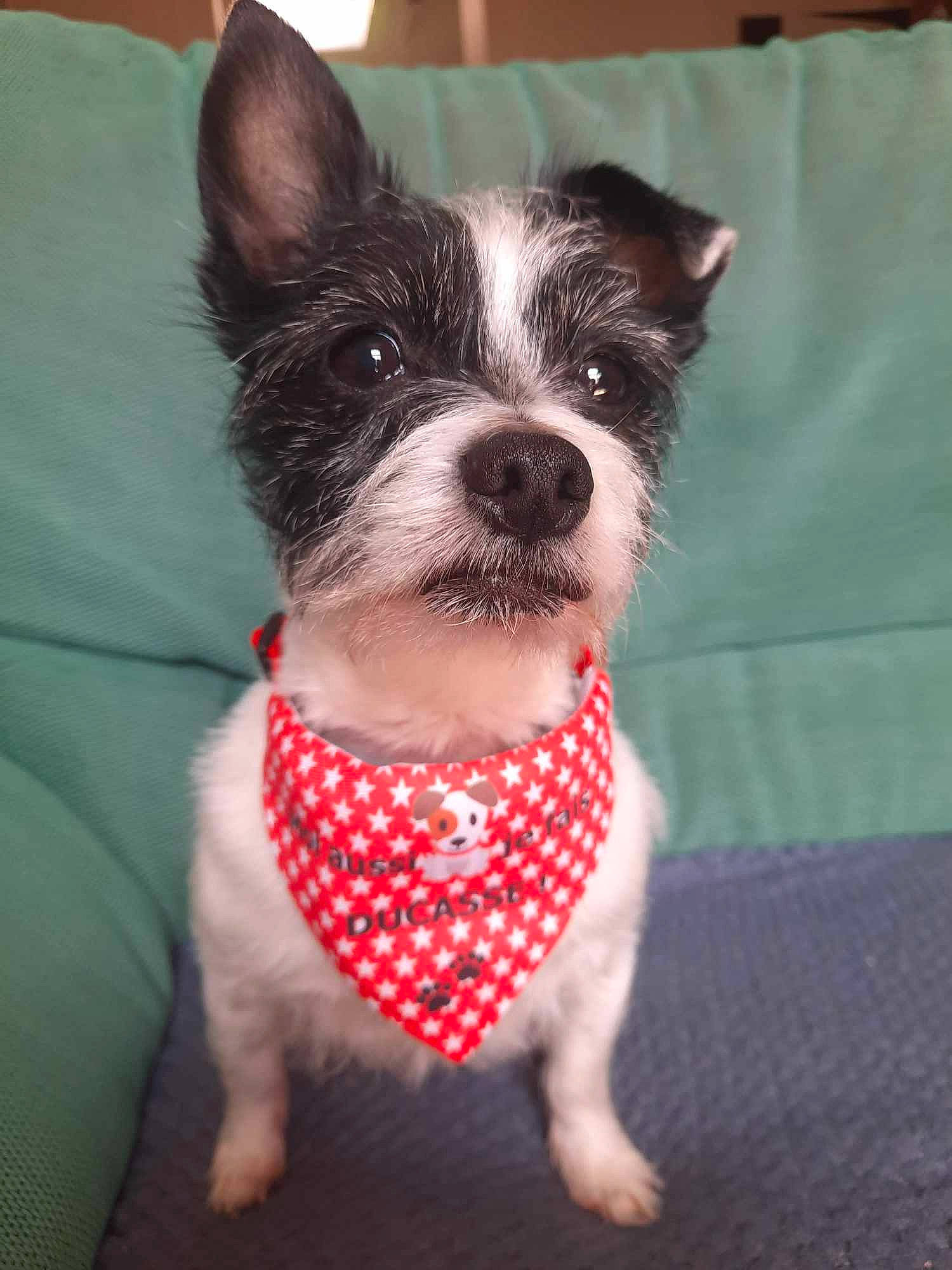 Kalie a rejoint le concours — aidez-le/la à gagner de superbes lots ! canidae, carmine, carnivore, collar, companion_dog, creative_arts, dog, dog_breed, dog_collar, dog_supply, fur, non_sporting_group, pattern, pet_supply, snout, sporting_group, terrestrial_animal, toy_dog, whiskers, working_animal