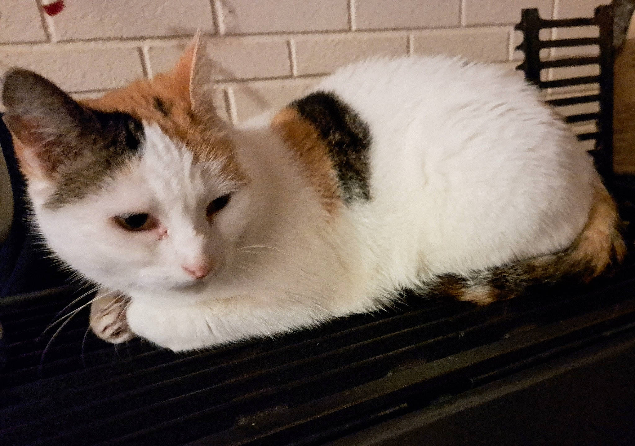 Poussy a rejoint le concours — aidez-le/la à gagner de superbes lots ! box, carnivore, cat, cat_furniture, domestic_short_haired_cat, fawn, felidae, fur, paw, small_to_medium_sized_cats, snout, tail, whiskers, window