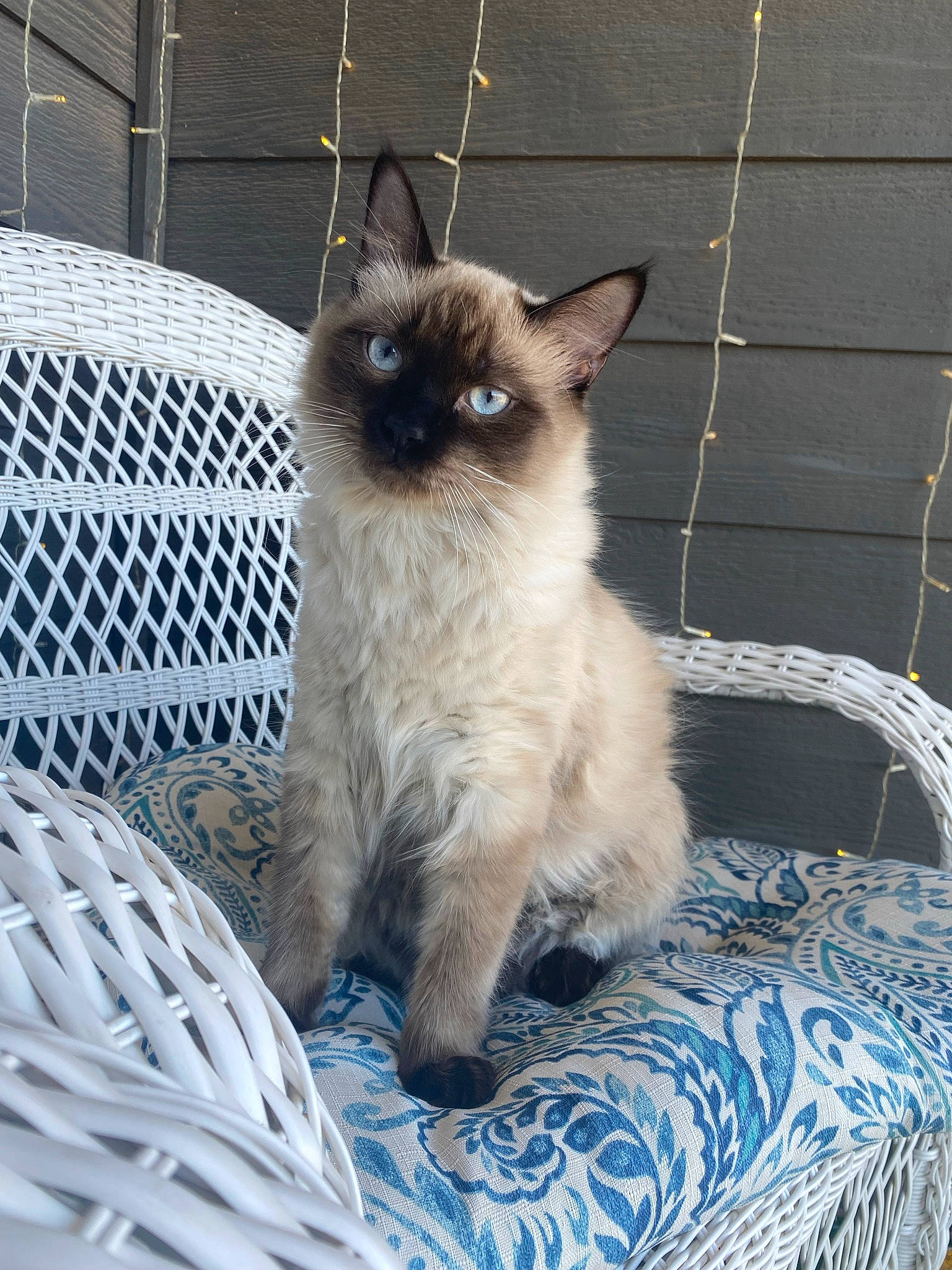 Billie is registered to the contest to win money with this photo: birman, carnivore, cat, claw, comfort, electric_blue, fawn, felidae, fur, iris, mesh, siamese, small_to_medium_sized_cats, snout, tail, terrestrial_animal, thai, tonkinese, whiskers