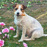 Daisy is registered to the contest to win money with this photo: dog, chew_stick, grass, pink_flowers, garden, outdoor, pet, animal, nature, canine, sitting, brown_and_white, fur, leaf, plant, summer, cute, friendly, scruffy, daylight