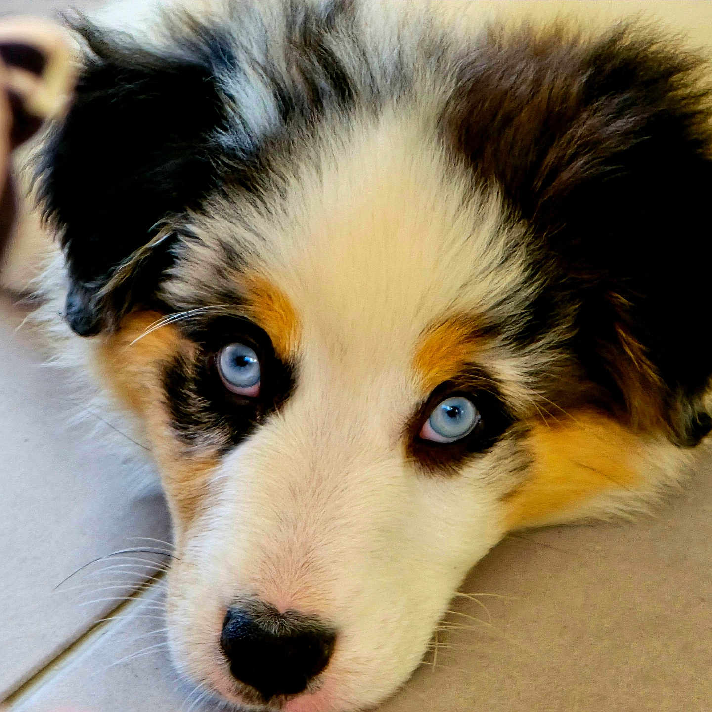 Gaia a rejoint le concours — aidez-le/la à gagner de superbes lots ! animal, ball, canine, cockerspaniel, collie, dog, eskimodog, hound, husky, leash, papillon, person, pet, puppy, snout, sport, tennis, tennisball, terrier, whitedog