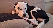 Blaze is registered to the contest to win money with this photo: animal, black_and_white, canine, comfort, couch, cushion, dog, ear, fur, furniture, home, indoor, nose, paw, pet, quiet, relaxed, resting, sleepy, tail