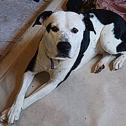 Blaze joined the competition — help win amazing prizes! animal, black_and_white, blanket, canine, collar, companion, cute, dog, domestic, expression, floor, fur, indoor, looking_at_camera, lying_down, paw, pet, portrait, relaxed, resting