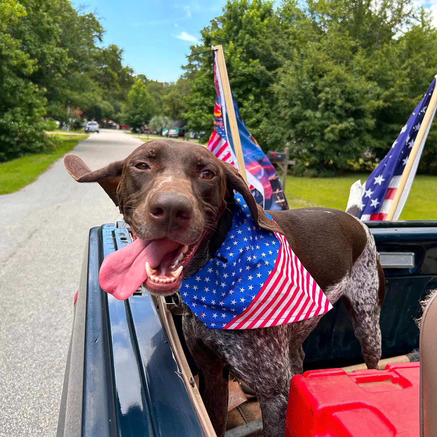 Darla is registered to the contest to win money with this photo: americanflag, animal, canine, car, dog, face, flag, grass, head, outdoors, person, pet, photography, plant, portrait, summer, transportation, tree, vegetation, vehicle