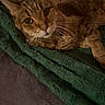cat, tabby, pet, animal, feline, resting, blanket, green_blanket, indoor, cozy, fur, whiskers, ears, looking, curious, soft_texture, relaxed, domestic_animal, close_up, brown_tabby
