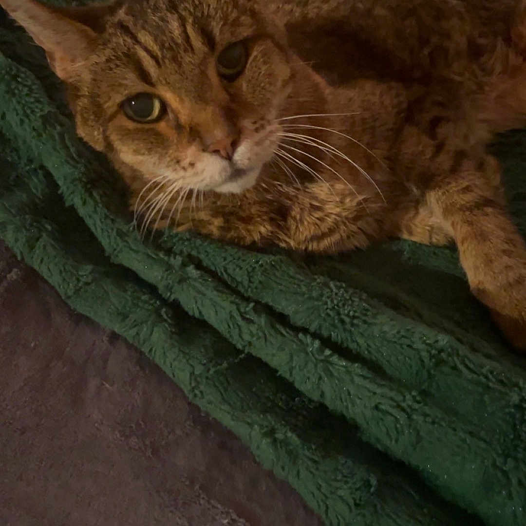 Metya joined the competition — help win amazing prizes! cat, tabby, pet, animal, feline, resting, blanket, green_blanket, indoor, cozy, fur, whiskers, ears, looking, curious, soft_texture, relaxed, domestic_animal, close_up, brown_tabby