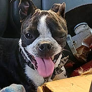 Little Man joined the competition — help win amazing prizes! animal, black_and_white, blanket, cardboard_box, close_up, collar, companion, cute, dog, ears_up, face, fur, happy, indoor, mouth_open, one_eye_closed, pet, smiling, tongue, tongue_out