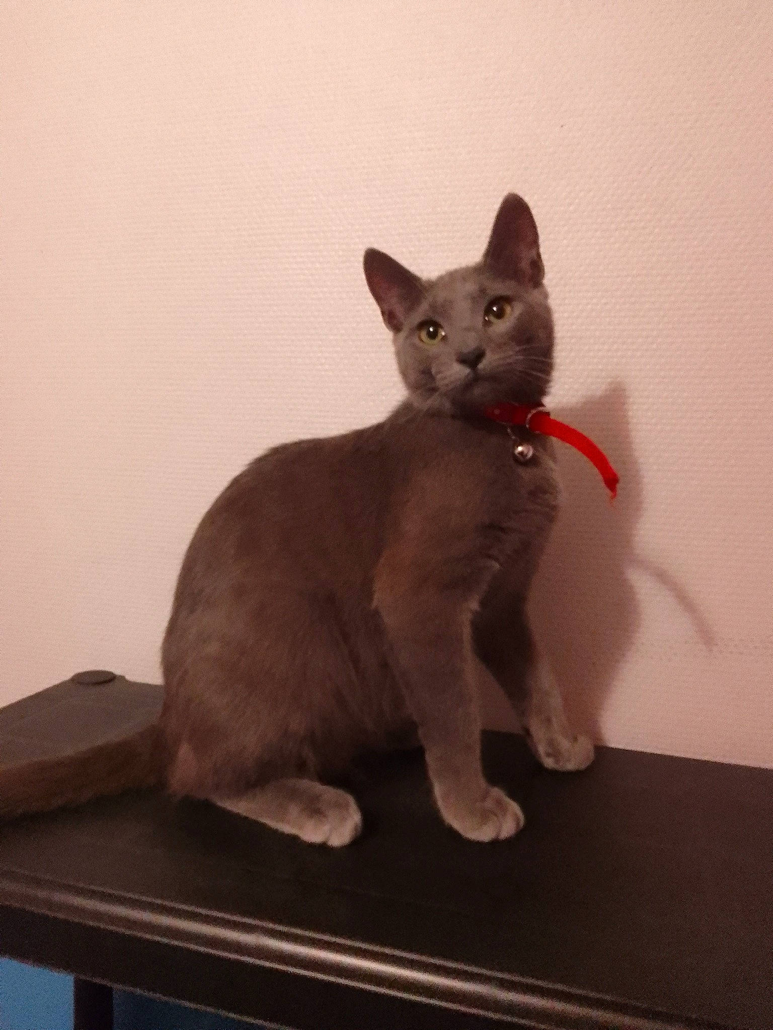 Mario a rejoint le concours — aidez-le/la à gagner de superbes lots ! art, carmine, carnivore, cat, cat_toy, domestic_short_haired_cat, fawn, felidae, fur, grey, illustration, paw, small_to_medium_sized_cats, snout, tail, terrestrial_animal, whiskers, window, wood