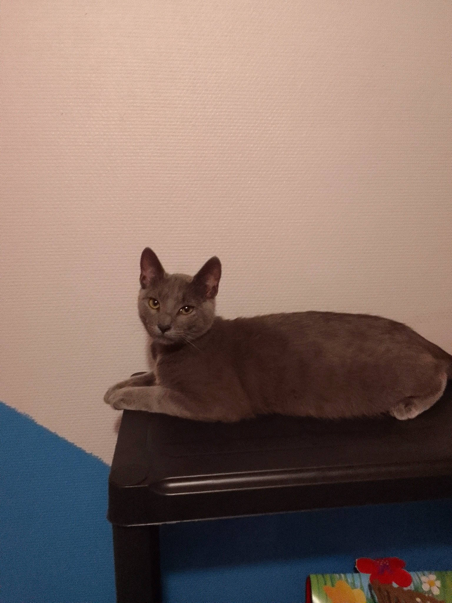 Mario a rejoint le concours — aidez-le/la à gagner de superbes lots ! carnivore, cat, cat_bed, cat_supply, comfort, domestic_short_haired_cat, fawn, felidae, flooring, grey, hardwood, room, sculpture, small_to_medium_sized_cats, tail, terrestrial_animal, whiskers, window, wood