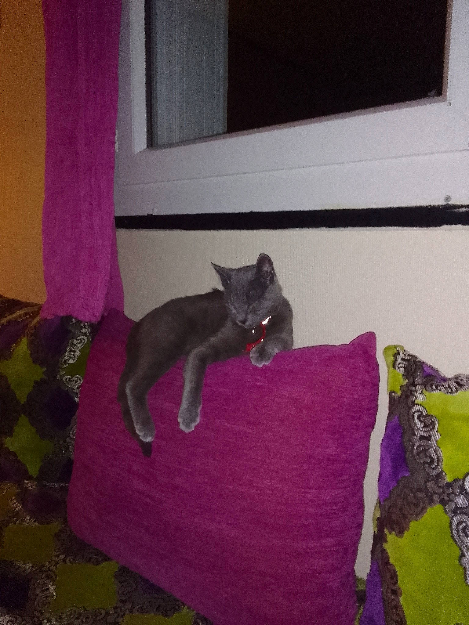 Mario participe au concours pour gagner de l'argent avec cette photo : black_cat, carnivore, cat, comfort, curtain, dog_breed, domestic_short_haired_cat, felidae, floor, flooring, grey, hardwood, linens, magenta, purple, room, small_to_medium_sized_cats, tail, whiskers, window