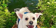 Jaxson joined the competition — help win amazing prizes! dog, white_dog, happy, blue_harness, tree_stump, greenery, pond, lily_pads, nature, outdoor, smiling, pet, canine, fur, eyes, ears, tongue, grass, sunlight, water
