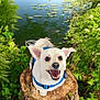 dog, white_dog, happy, blue_harness, tree_stump, greenery, pond, lily_pads, nature, outdoor, smiling, pet, canine, fur, eyes, ears, tongue, grass, sunlight, water