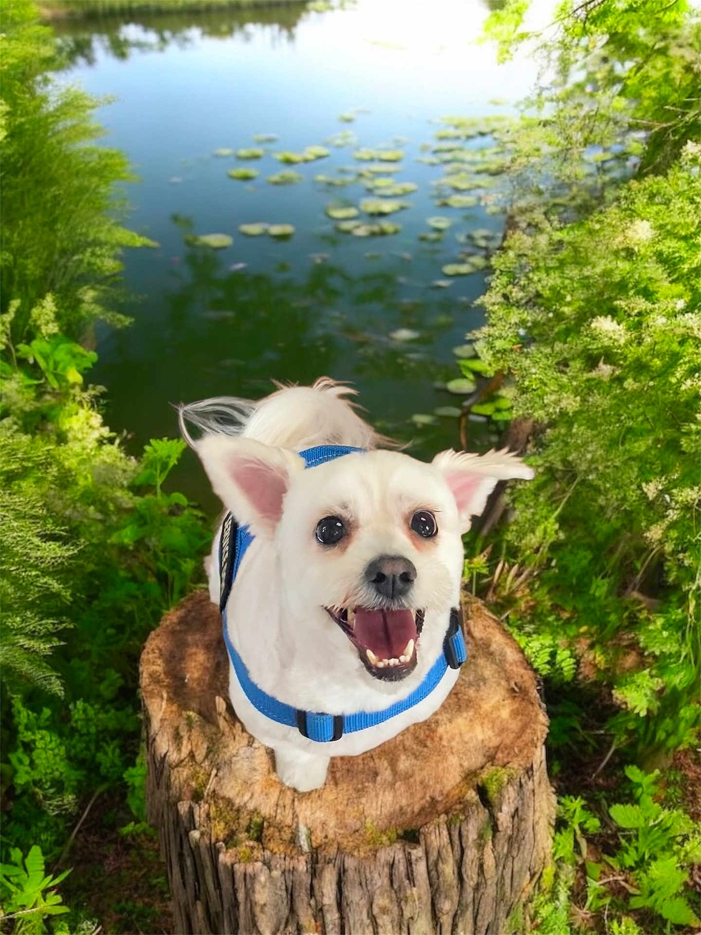 Jaxson joined the competition — help win amazing prizes! dog, white_dog, happy, blue_harness, tree_stump, greenery, pond, lily_pads, nature, outdoor, smiling, pet, canine, fur, eyes, ears, tongue, grass, sunlight, water