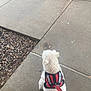 Jaxson is registered to the contest to win money with this photo: dog, service_dog, white_dog, harness, leash, sidewalk, concrete, rocks, outdoor, pet, canine, animal, walking, waiting, pavement, vehicle_tire, ground, daylight, fur, companion