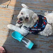 Jaxson is registered to the contest to win money with this photo: dog, service_dog, white_dog, water_bottle, wooden_floor, sunlight, shadow, smiling_dog, pet_accessory, colorful_vest, leash, outdoor, happy, resting, canine, animal, flooring, summer, patterned_clothing, human_leg