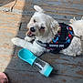 dog, service_dog, white_dog, water_bottle, wooden_floor, sunlight, shadow, smiling_dog, pet_accessory, colorful_vest, leash, outdoor, happy, resting, canine, animal, flooring, summer, patterned_clothing, human_leg