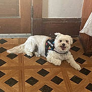 Jaxson Reuter is registered to the contest to win money with this photo: dog, service_dog, white_dog, indoor, floor, wooden_floor, patterned_floor, door, wall, pet, lying_down, happy, smiling, fur, animal, canine, domestic_animal, companion, house, resting