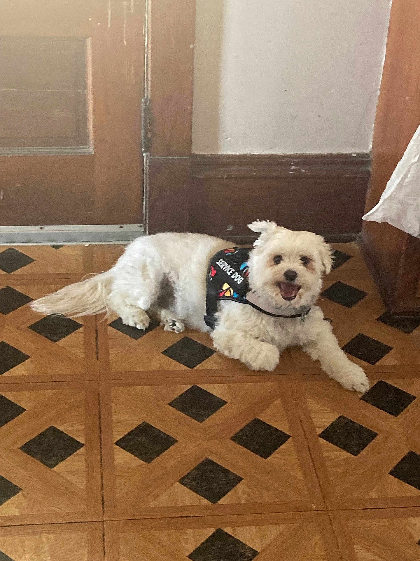 Jaxson Reuter is registered to the contest to win money with this photo: dog, service_dog, white_dog, indoor, floor, wooden_floor, patterned_floor, door, wall, pet, lying_down, happy, smiling, fur, animal, canine, domestic_animal, companion, house, resting