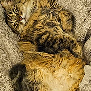 Chipie participe au concours pour gagner de l'argent avec cette photo : cat, tabby, fluffy, relaxed, lying_down, pet, feline, soft_texture, blanket, indoor, cozy, sleepy, cute, whiskers, tail, paws, fur, resting, comfortable, animal