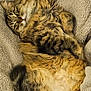 cat, tabby, fluffy, relaxed, lying_down, pet, feline, soft_texture, blanket, indoor, cozy, sleepy, cute, whiskers, tail, paws, fur, resting, comfortable, animal