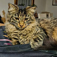 Nala a rejoint le concours — aidez-le/la à gagner de superbes lots ! air_conditioner, animal, bag, cat, closeup, domestic, ears, face, fluffy, fur, furniture, indoor, mirror, paws, pet, relaxed, tabby_cat, table, whiskers, wooden_surface