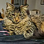 air_conditioner, animal, bag, cat, closeup, domestic, ears, face, fluffy, fur, furniture, indoor, mirror, paws, pet, relaxed, tabby_cat, table, whiskers, wooden_surface