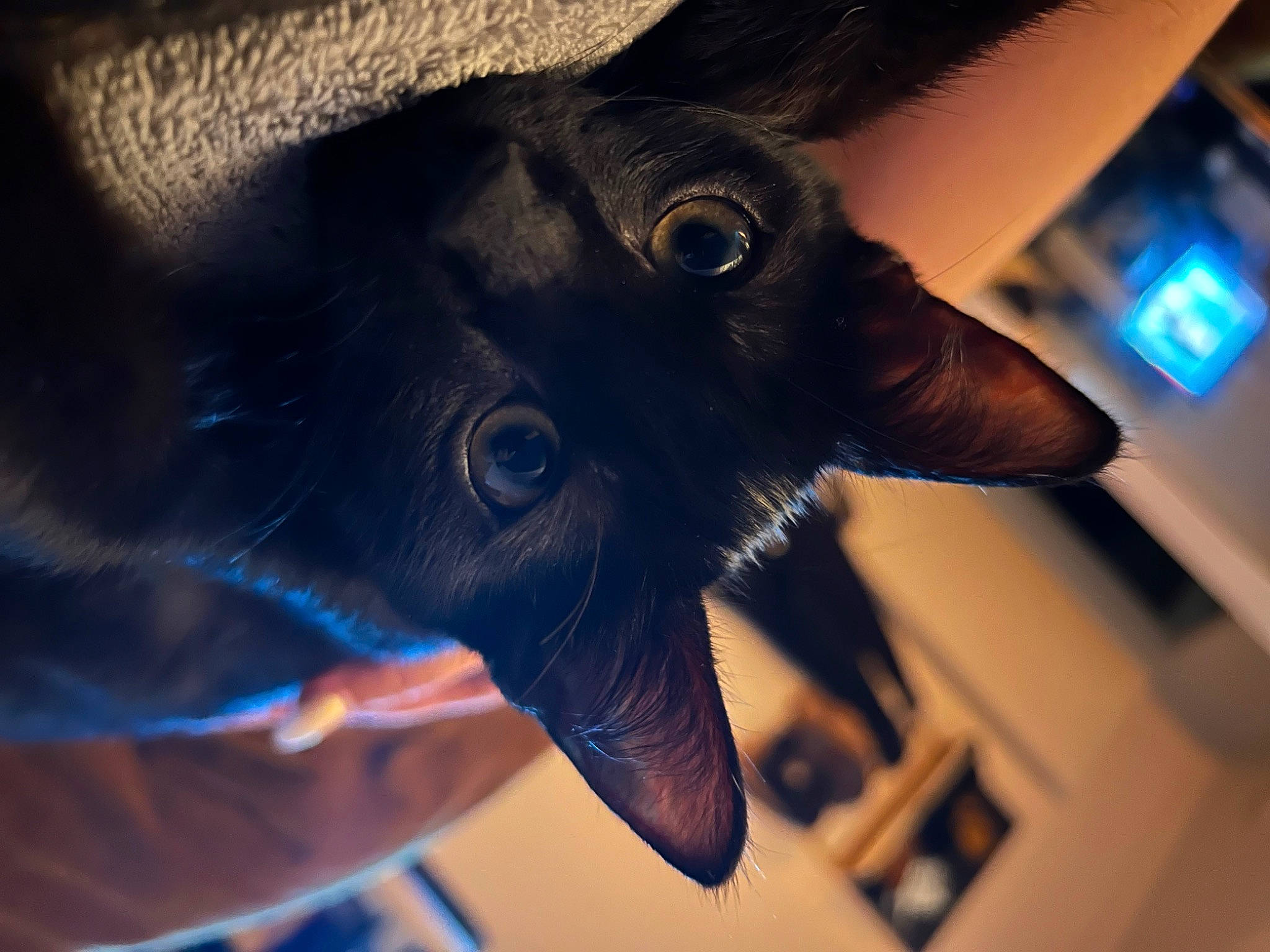 Vader Bear is registered to the contest to win money with this photo: blue, close_up, dog_breed, ear, electric_blue, eye, eyelash, fawn, felidae, fur, hair, head, human_body, iris, jaw, sky, snout, tints_and_shades, whiskers, wing